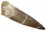 Fossil Plesiosaur (Zarafasaura) Tooth - Morocco #237567-1